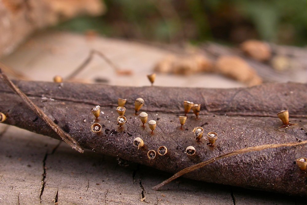 Hemitrichia clavata